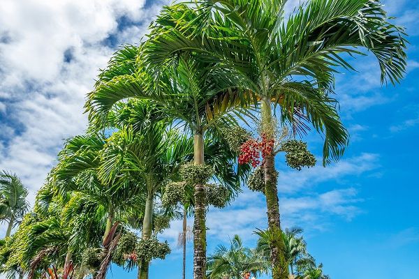 Manila Palm trees
